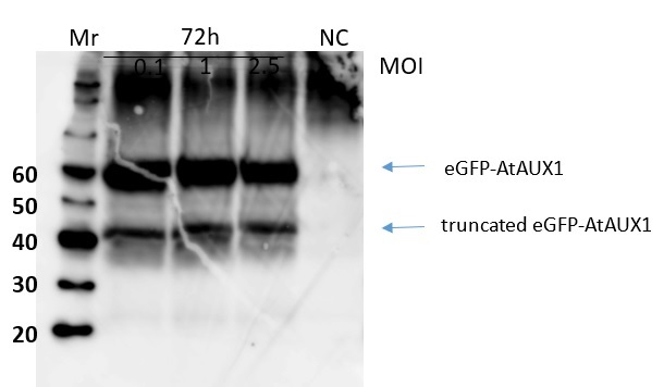 Western blot using anti-AUX1 goat antibody